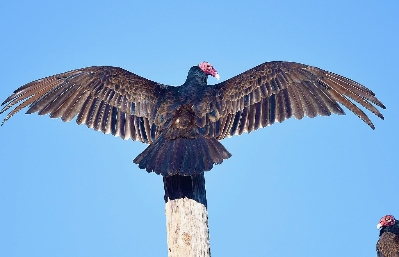 Turkey Vulture, near Wickenburg, Arizona, warming up in preparation to fly by VJAnderson is licensed under CC BY-SA 4.0
